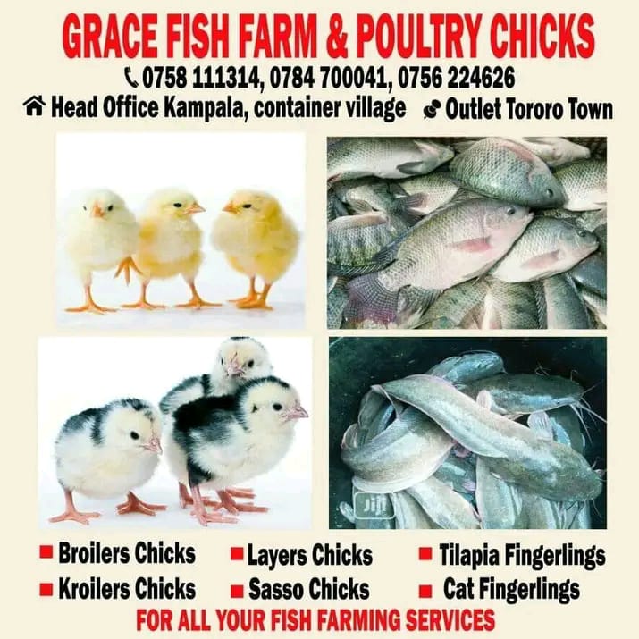 GRACE FISH FARM & POULTRY CHICKS